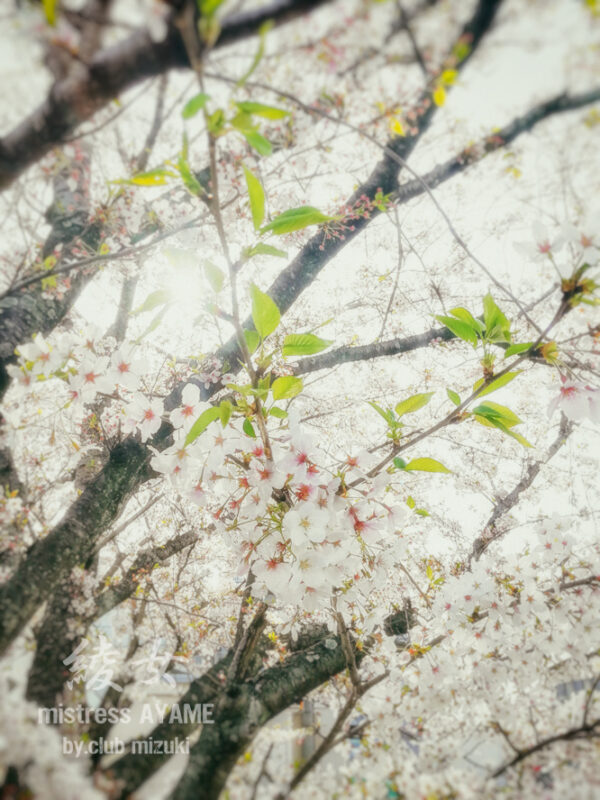 春が来た～～♪